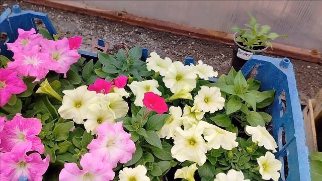 РАССАДА томатов и цветов на конец апреля смотреть онлайн