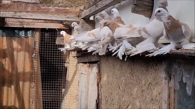 Сельские голуби.Голуби Виктора Васильевича, село Высоцкое. Номер телефона 8-906 - 473 - 98-85. смотреть онлайн