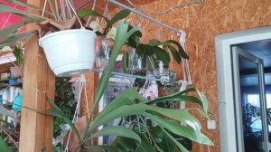 И снова ПЛАТИЦЕРИУМ. 3 способа полива, уход, условия содержания.