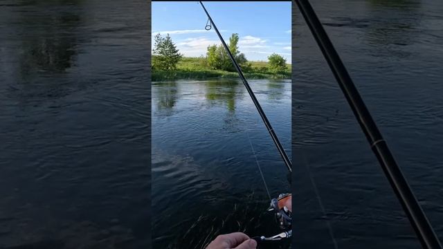 Летняя поклевка голавля! смотреть онлайн