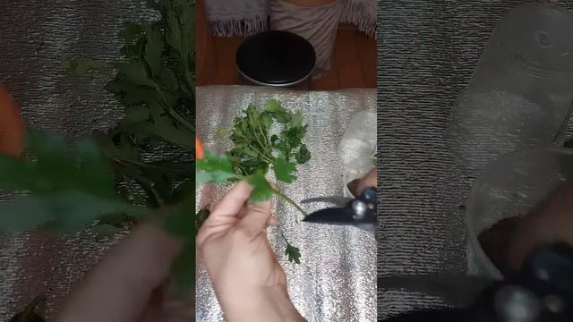 #Размножение хризантем черенками. #Черенкование #хризантемы смотреть онлайн