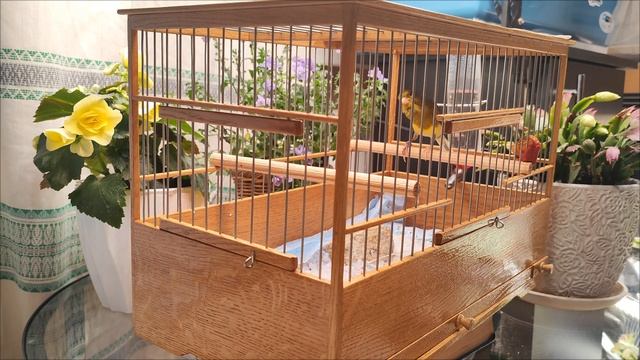 Кенар 3. 2024г. Русская певчая канарейка. Лесной напев. ( russian Canary Orpheus\ канарче Орфей) смотреть онлайн