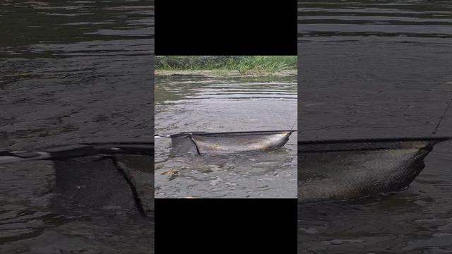 ДУША ПОЁТ КОГДА КЛЮЁТ смотреть онлайн