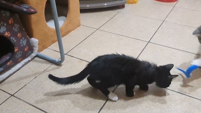 КОТОБЛОГ смотреть онлайн