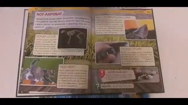 Наши пушистые друзья 🥰🥰🥰🐈🐈🐈🐈