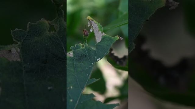 A small brown beetle sits on the edge of a half eaten leaf that is heavily shaking #beetle #insect смотреть онлайн