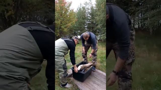 Гости наломали щук! смотреть онлайн