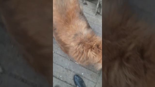 ❗ Фениксу СРОЧНО НУЖНО ЛЕКАРСТВО Ветмедин на август- препарат для работы сердца. #shortsvideo смотреть онлайн