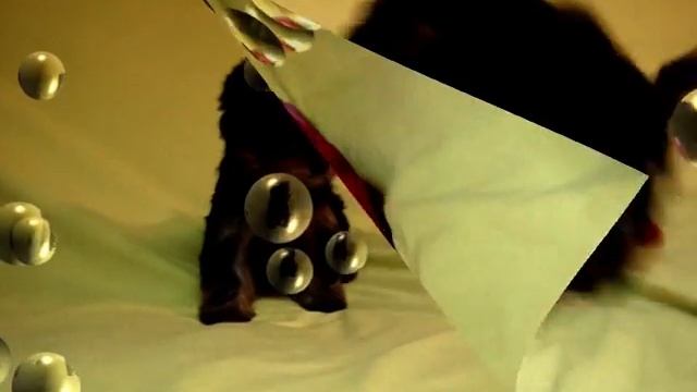 Щенок, йоркширский терьер,вязки,питомник Фаворит Дог смотреть онлайн