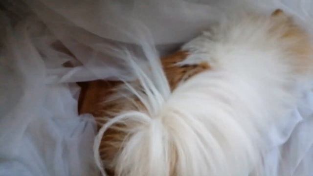 Шпиц Афина уже 2 года радуют нас. смотреть онлайн