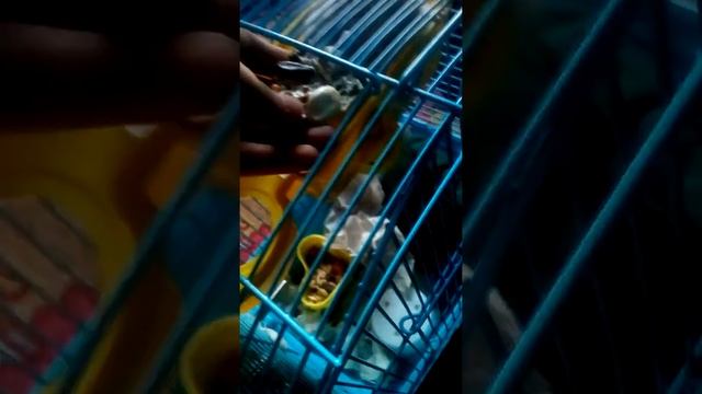 делаем печеньки для крыс, лакомство, крысам понравится смотреть онлайн