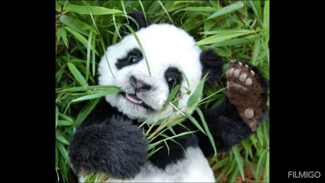 панда смотреть онлайн