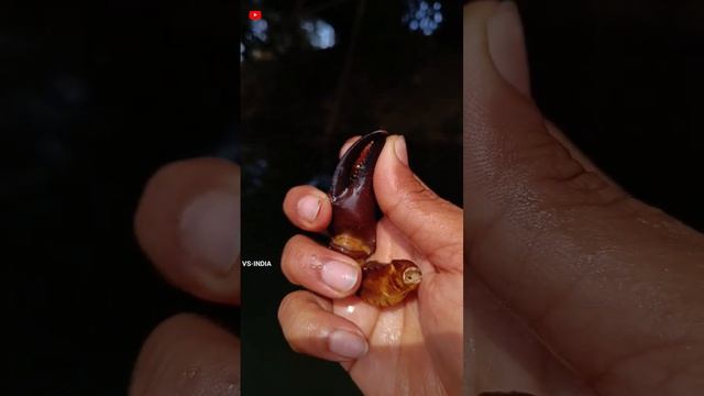 Crabs and Snails || #adventure #wildlife #animals #explore смотреть онлайн