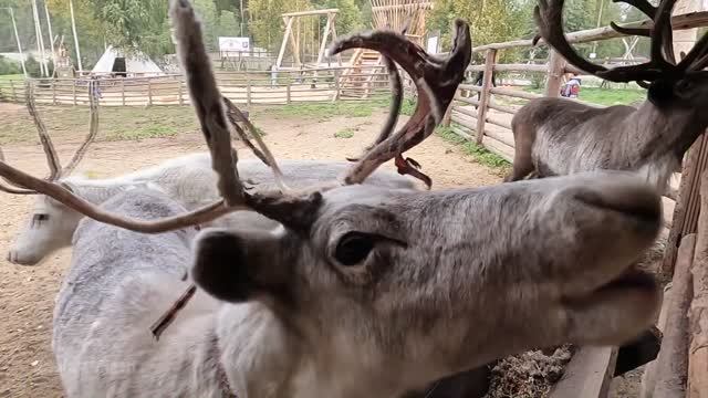 Карелия , Долина Водопадов , Karelia Valley Of Waterfalls