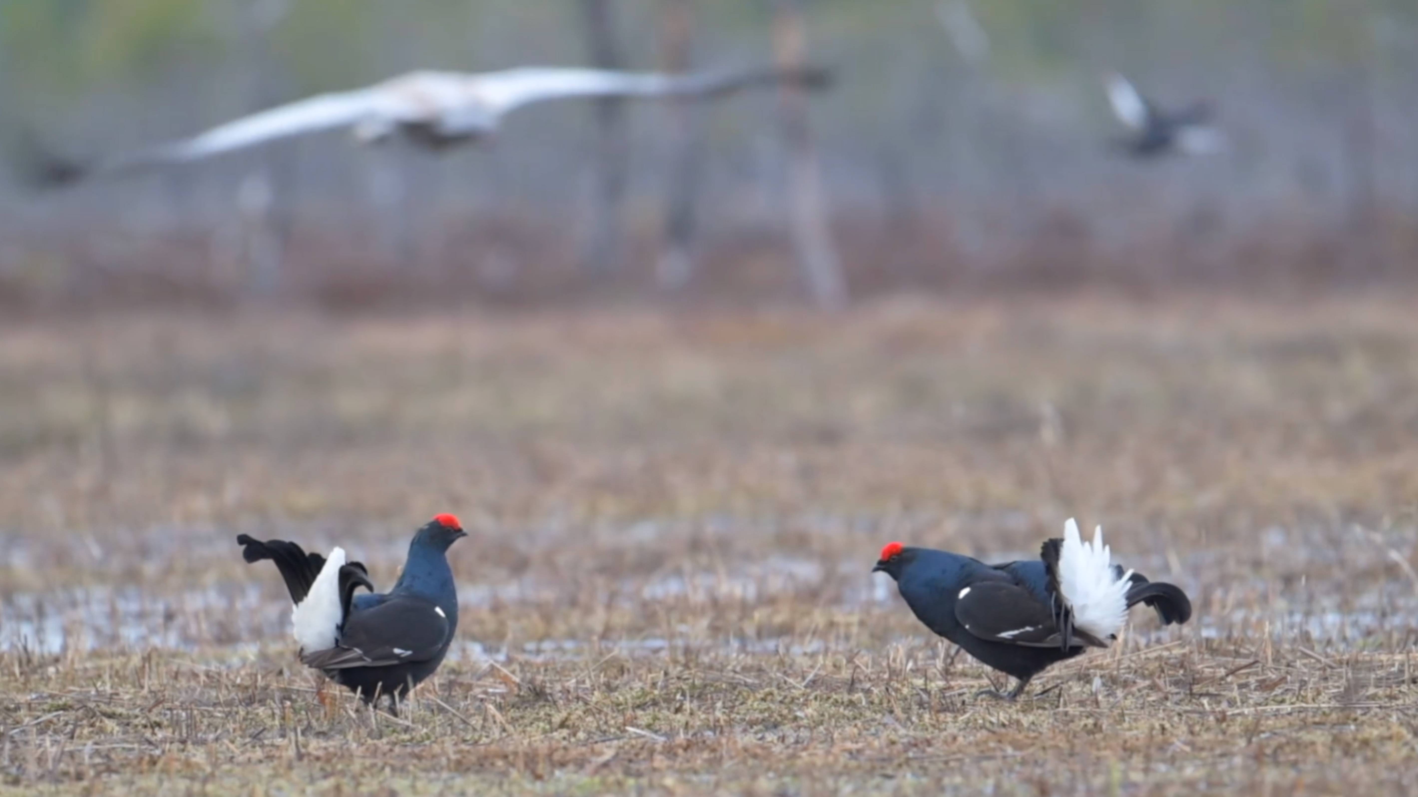 Тетерева на току