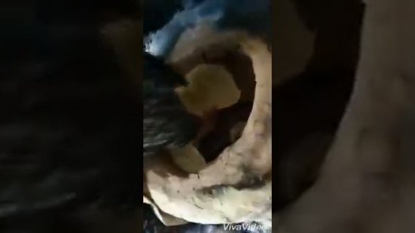 Лакские песни