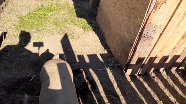 Новости в хозяйстве.