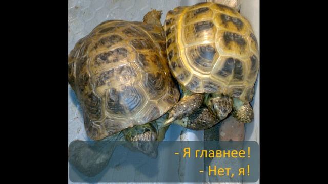 Дуся, Чика и Тортилла.wmv смотреть онлайн