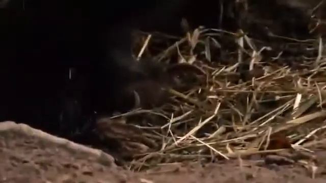 Тимофей Баженов смотреть онлайн