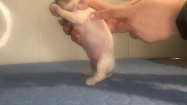 КСОЛО КЛАБ ЧАРУЮЩИЙ СОБЛАЗН смотреть онлайн