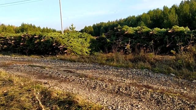 Какую ёлку купить на Новый год смотреть онлайн