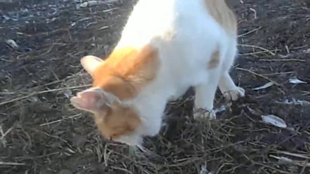 кот собака и цыпленок