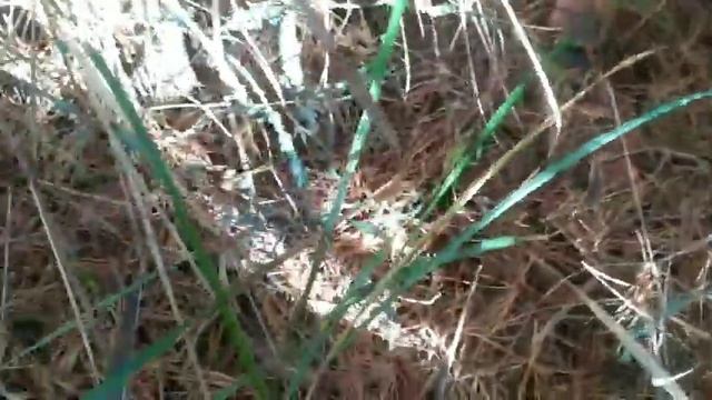 В лес за грибами, после десяти лет перерыва. смотреть онлайн