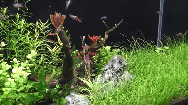 Opti White 30l смотреть онлайн