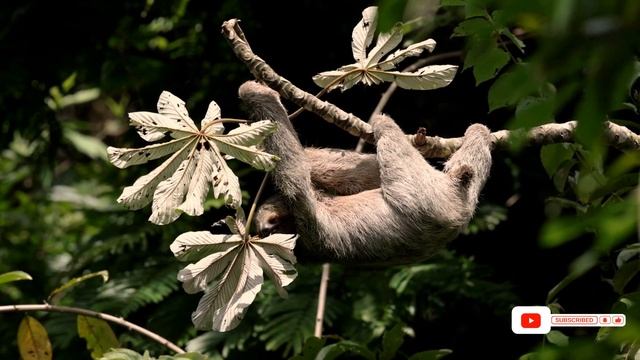 Sloth Facts: Surprising Facts And Mysteries About Sloths смотреть онлайн