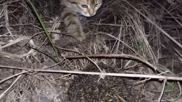 Знакомство с ёжиком смотреть онлайн
