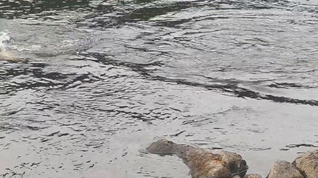 Рыбалка на сёмгу.