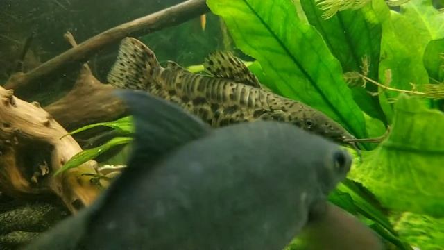 Мои Анциструсы и ДР.albino,super red, vual. смотреть онлайн