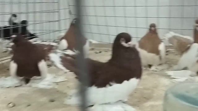 Ленточные статные. Stattliche Tauben.