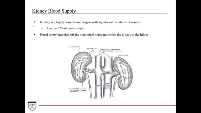 Kidney Anatomy and Histology [Urinary Histology Part 1 of 4] смотреть онлайн