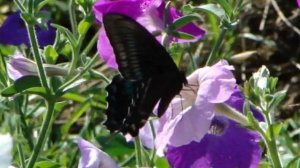 Парусник Маака.