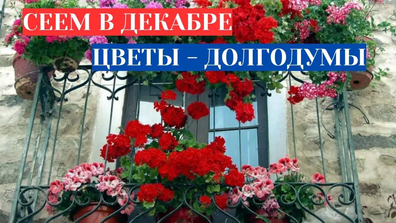 КАКИЕ ЦВЕТЫ ПОСЕЯТЬ НА РАССАДУ В ДЕКАБРЕ - ПЕЛАРГОНИЯ ЗОНАЛЬНАЯ. КАК ПОДГОТОВИТЬ СЕМЕНА К ПОСЕВУ. смотреть онлайн
