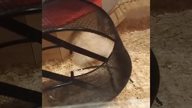 Весёлый хомячок🐹. смотреть онлайн