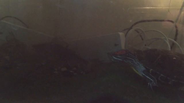 Черепаха и окунь смотреть онлайн