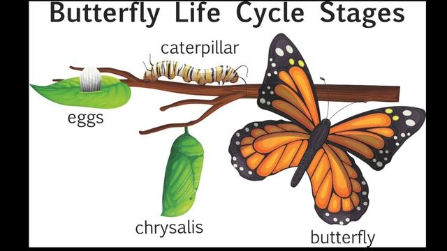 BUTTERFLY LIFE CYCLE SONG | egg, caterpillar, chrysalis, butterfly смотреть онлайн
