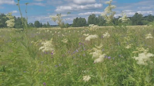 Июль 2024 в Родовом поместье ВеЛес смотреть онлайн