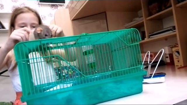 Мои домашние животные / Вика Товн смотреть онлайн