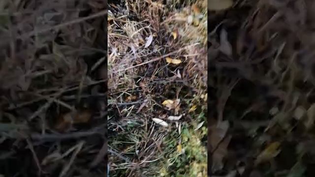 По болоту на квадрике смотреть онлайн