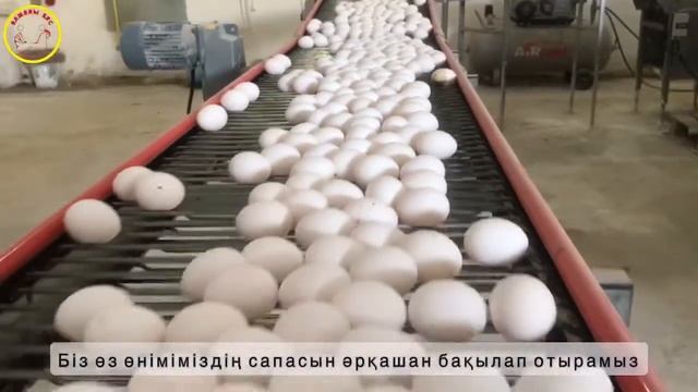 Атырау қаласы Алмалы Құс Фабрикасы смотреть онлайн