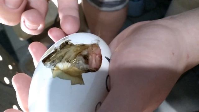 помощь гусенку вылупиться!!!