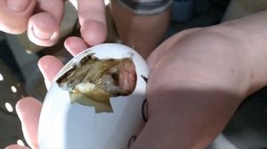 помощь гусенку вылупиться!!!