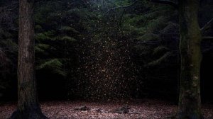 Stive Morgan  Мистический лес ''Mystical Wood''