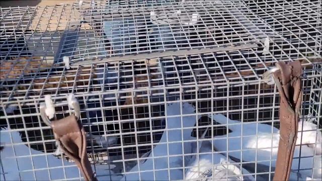 30 11 2022 года, 3 часть птичий рынок город Кропоткин ярмарка голубей декоративных птиц. смотреть онлайн