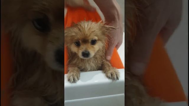 Купание кремового шпица! смотреть онлайн
