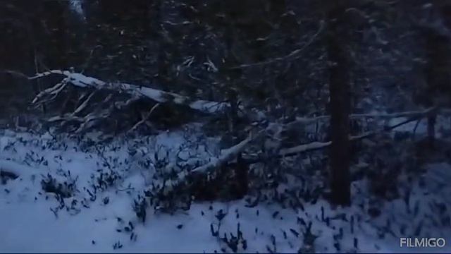 тайга смотреть онлайн