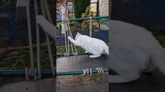 Бандит Белый смотреть онлайн